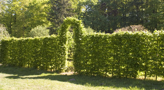 Hecke