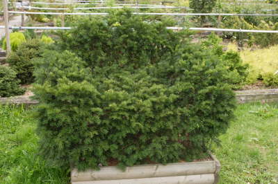 Eibensessel