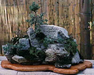 Bonsaifelsen